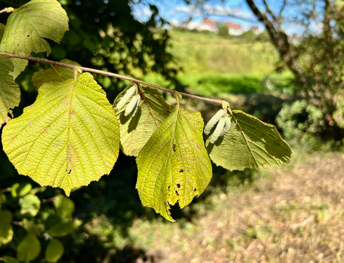 Haselsträucher dominieren die Vegetation. Es sind Blätter und Pappeln einer Hasel zu sehen.